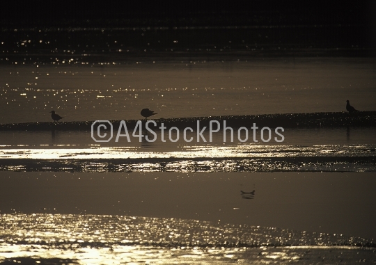 Wading birds at sunset on the tidal beach