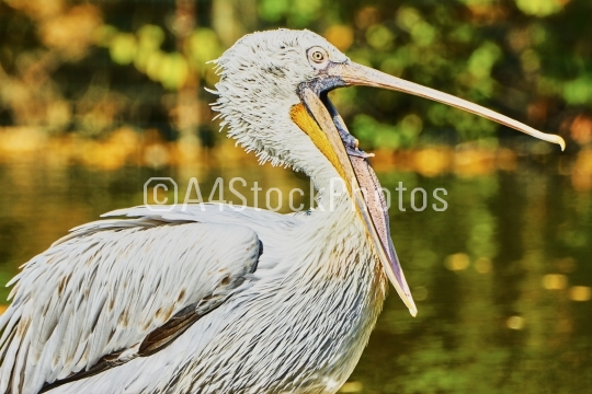 Beautiful pelican with open mouth 