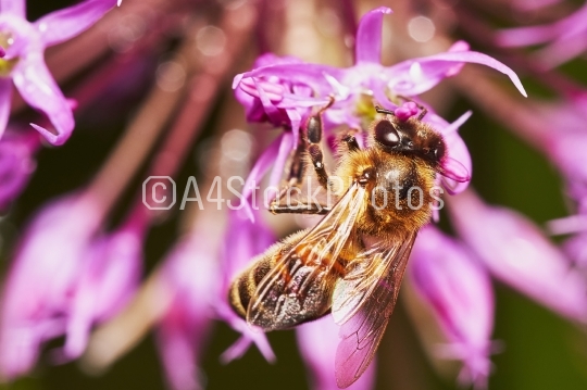 Bee on the Allium Flower 