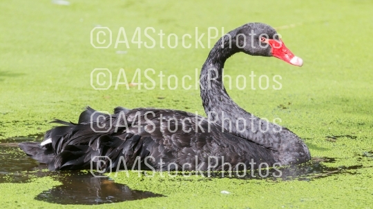 Black swan is swimming