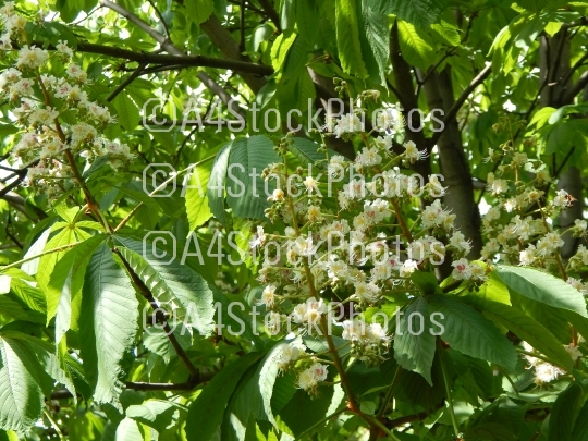 Bloomed chestnut flowers on the tree