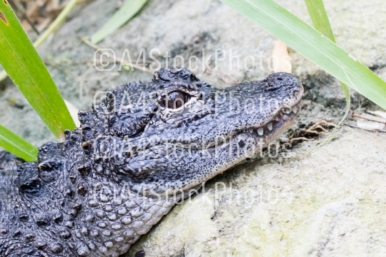 Chinese alligator (Alligator sinensis)