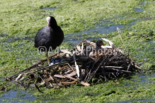 Coot and Nest