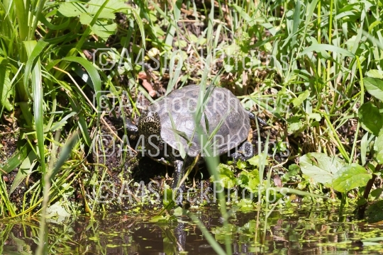European bog turtle - Emys orbicularis