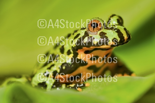 Frog Oriental fire-bellied toad (Bombina orientalis) sitting on green leaf