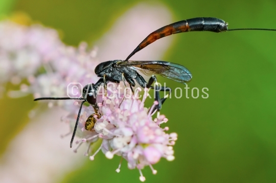 Gasteruptiidae wasp  on flowering tamarisk 