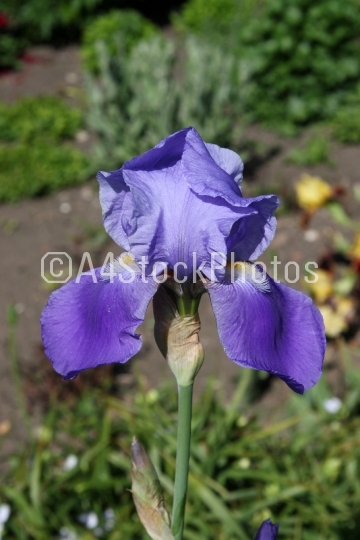 Iris Blue (Iridaceae)