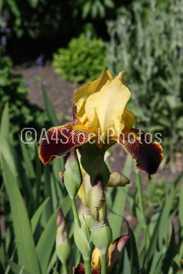 Iris Yellow (Iridaceae)