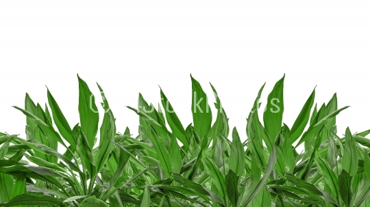 Isolated Green Plants Background