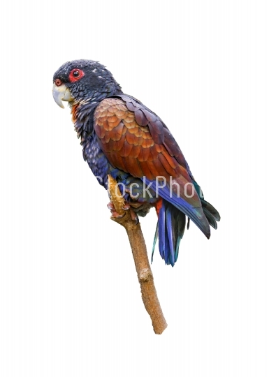 Isolated South American Tropical Parrot
