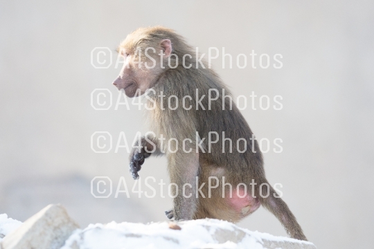 Macaque monkey searching food