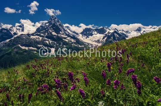 Mountains and flowers Caucasus