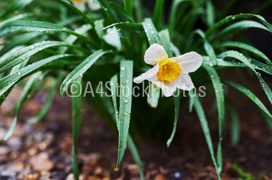 Narcis flower 