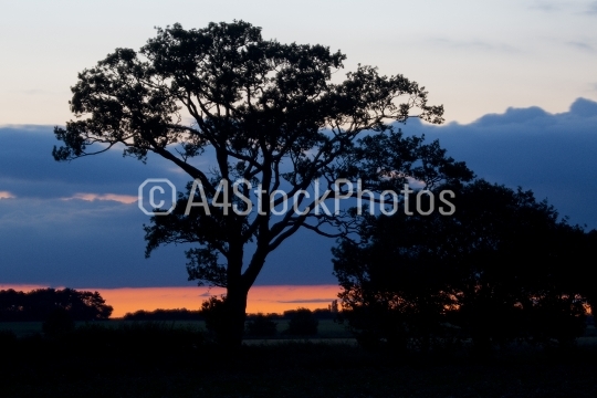 Oak Tree sunset