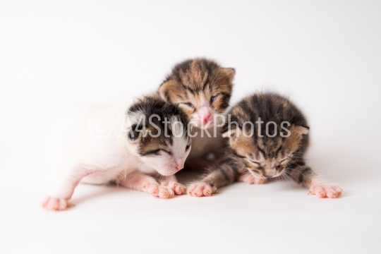 One week old baby kittens on white backdrop