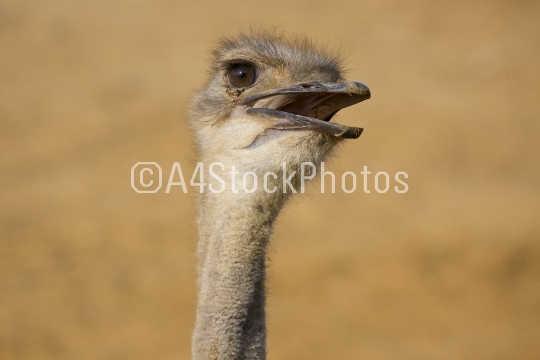 ostrich 1