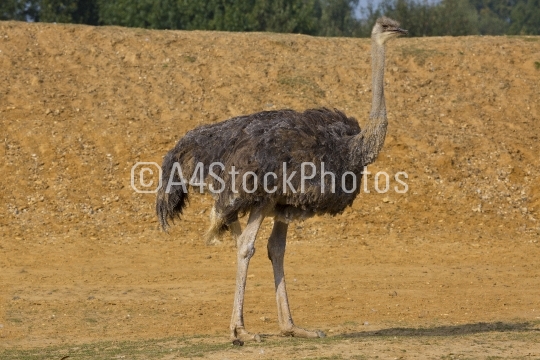 ostrich 2