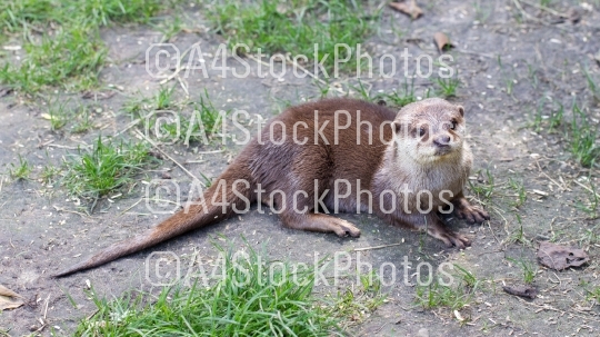 Otter is playing in the grass