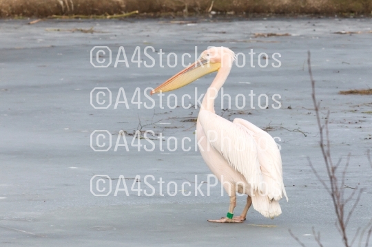 Pelican standing on ice