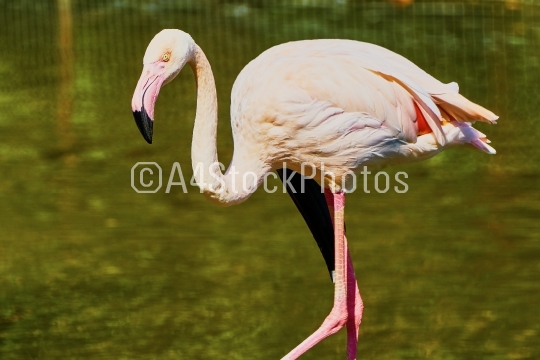 Pink flamingos at the zoo 