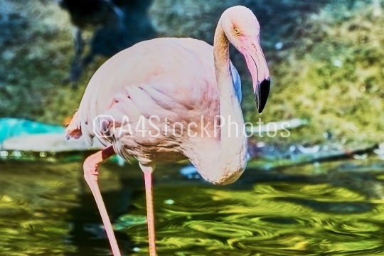 Pink flamingos at the zoo 