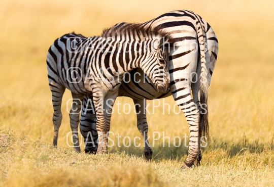 Plains zebra (Equus quagga) with young in the grassy nature, eve