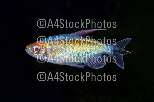 Portrait of aquarium fish - Congo tetra (Phenacogrammus interruptus) on black background