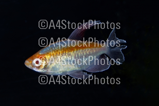 Portrait of aquarium fish - Congo tetra (Phenacogrammus interruptus) on black background