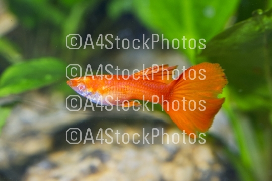 Portrait of aquarium fish - guppy (Poecilia reticulata) in aquarium