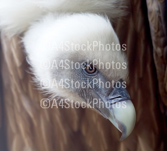 Portrait of griffon vulture (Gyps fulvus) 