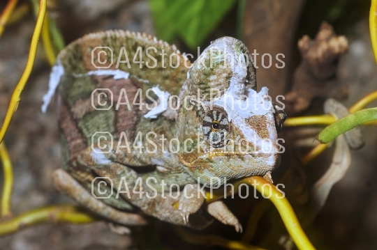 Portrait of veiled chameleon (Chamaeleo calyptratus)