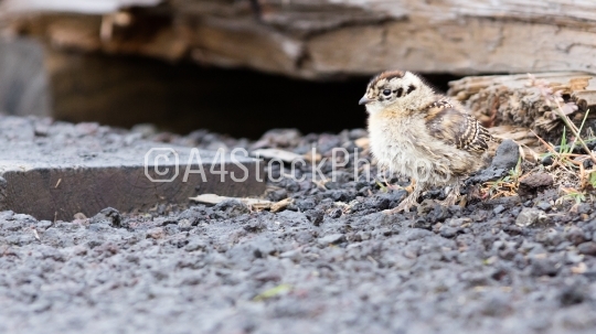 Rock ptarmigan (Lagopus mutus) chick