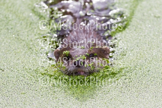 Small claw otter covered in duckweed