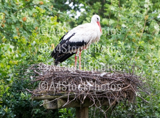 Two adult storks