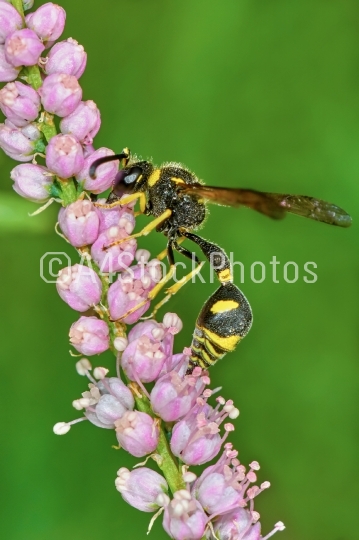 Wasp on flowering tamarisk 