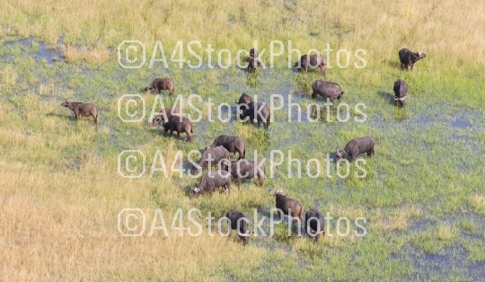 Water buffalo in the Okavango delta, Botswana - Aerial shot