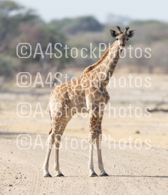 Young giraffe in Namibia