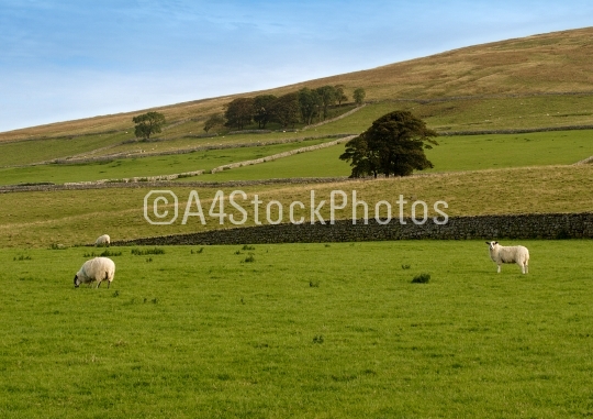 Sheep grazing in the dales