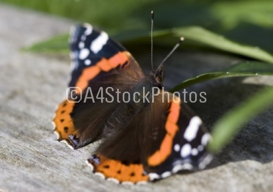 Red Admiral on log