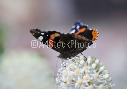 Red Admiral with blurred background