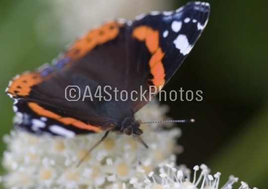 Red Admiral butterfly head on