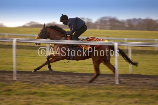 Racehorse in training