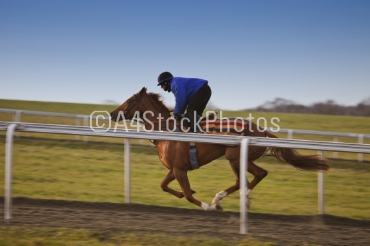 Racehorse galloping
