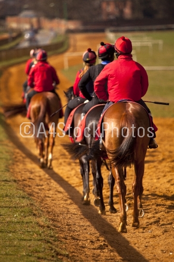 Racehorses walking back down the course