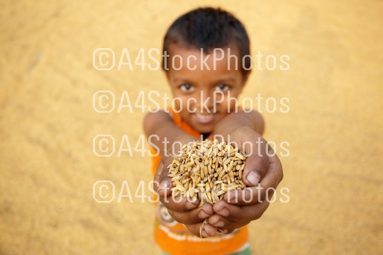 A kid offering handful of dry paddy.