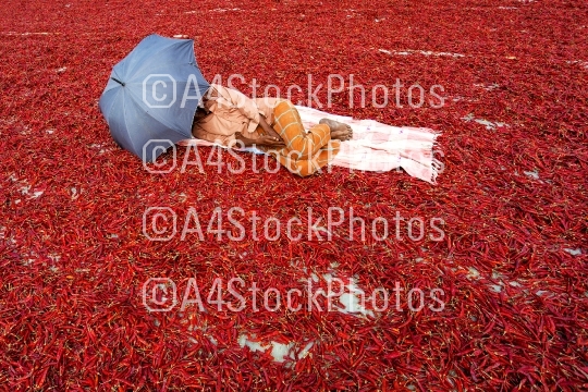 A tired worker fell asleep on dry red chillies by covering the sun with an umbrella near Jamuna River in Bogra district, Bangladesh. 