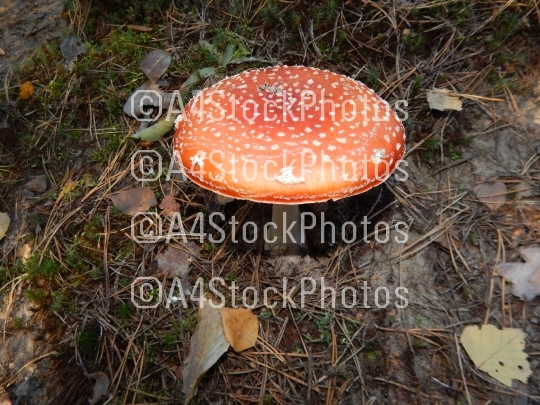 Amanita mushrooms grown in the autumn forest