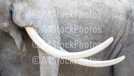 Asian elephant (Elephas maximus) tusks close-up