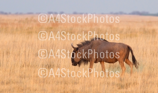 Blue wildebeast is the Makgadikgadi