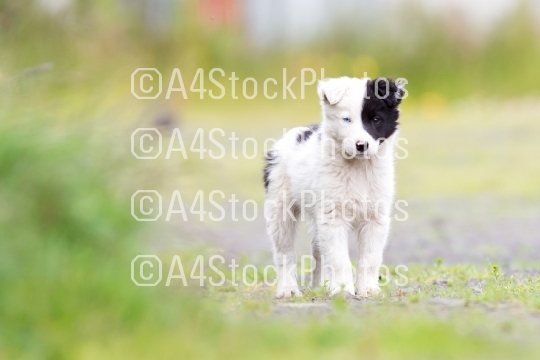 Border Collie puppy on a farm